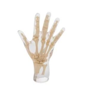 Hand Phantom