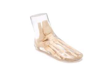 Foot Phantom