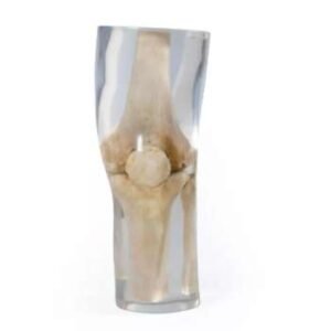 Knee Phantom