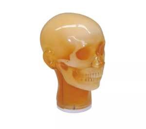 Dental Radiography Head Phantom